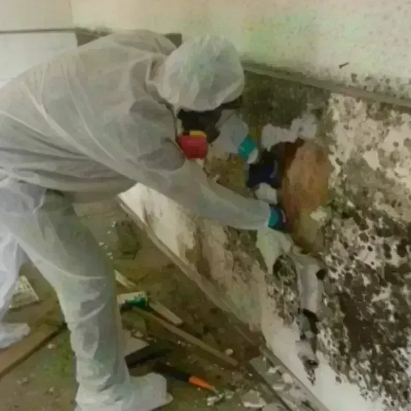 Mold Remediation and Removal in Coal Grove, OH